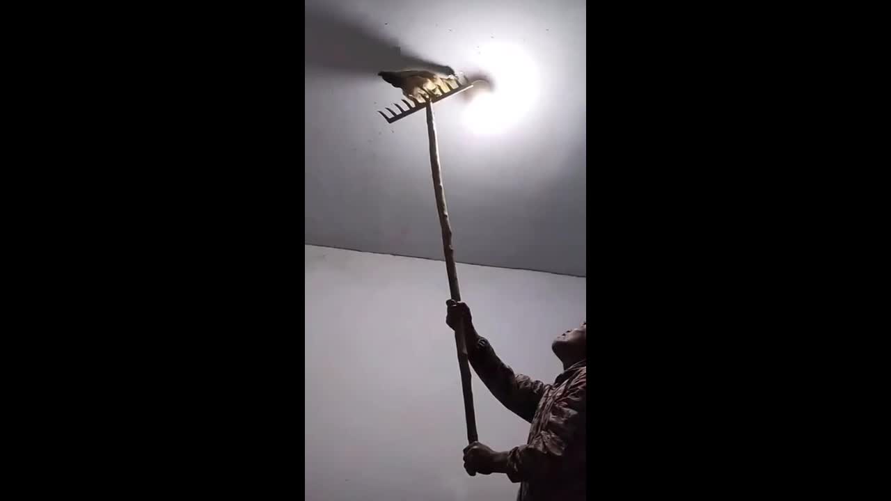 Video - Clip: Độc lạ dùng gà loại bỏ côn trùng trên trần nhà