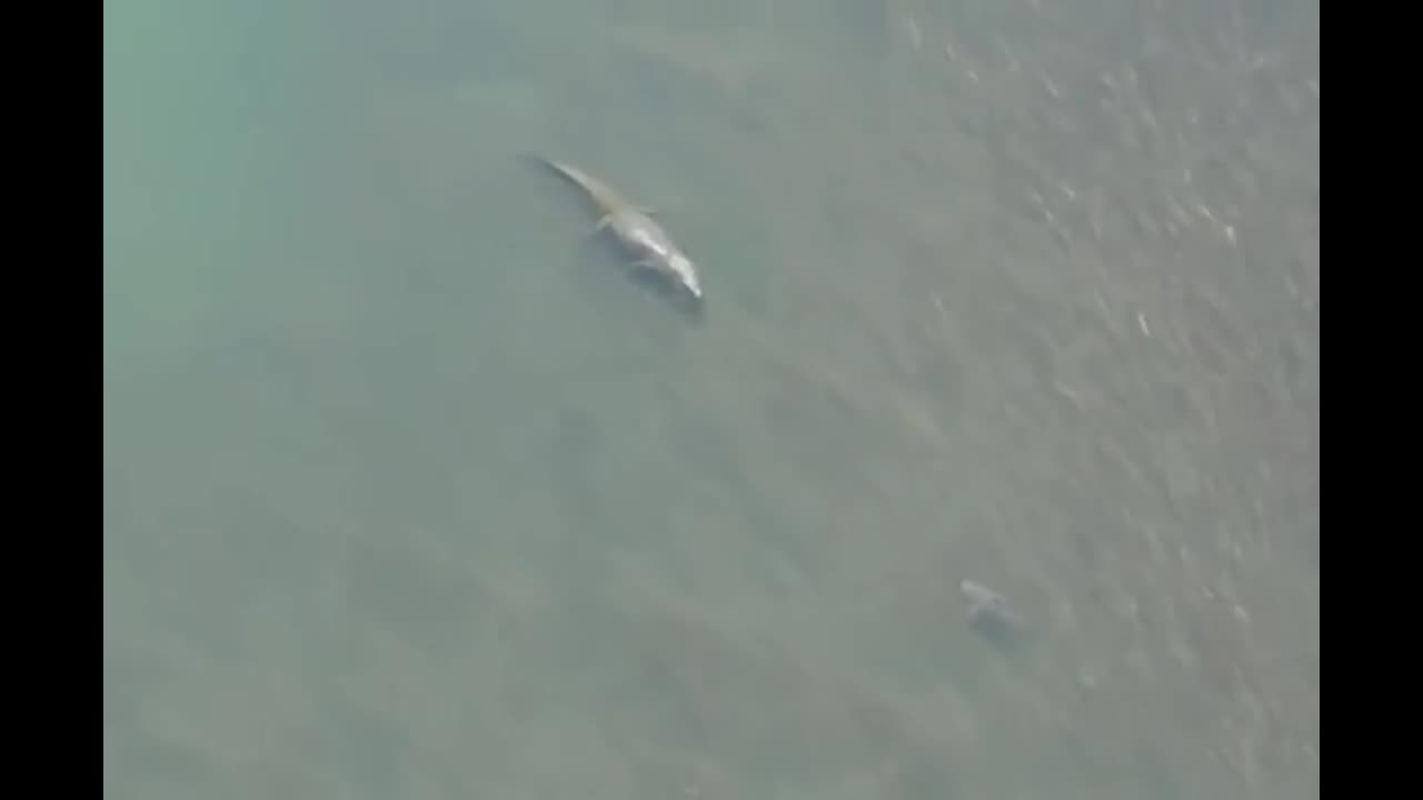 Video - Clip: Cá sấu khổng lồ và cá mập chạm mặt gay cấn trên biển