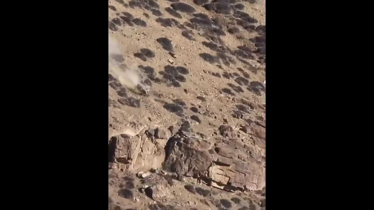 Mới- nóng - Clip: Con báo liều lĩnh săn sơn dương trên vách núi đầy nguy hiểm