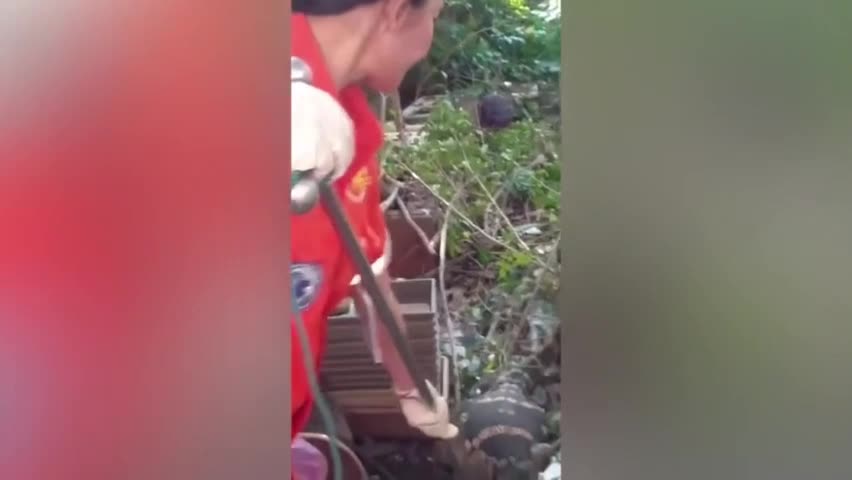 Video - Clip: Phát hiện thằn lằn khổng lồ trong vườn nhà của người dân