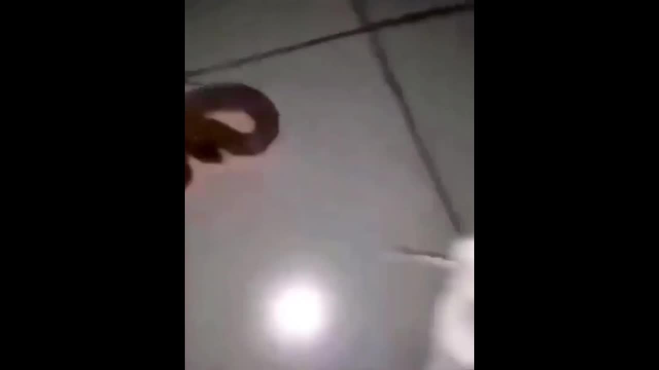 Video - Clip: Sự cố đáng sợ khi rắn độc tấn công người cho ăn