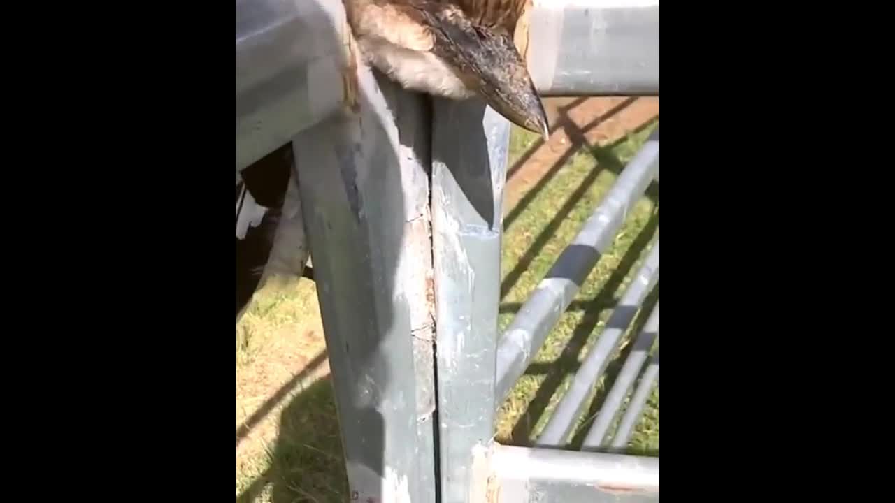 Video - Clip: Kỳ lạ cảnh chim bị mắc kẹt cổ vào hàng rào đầy khó hiểu