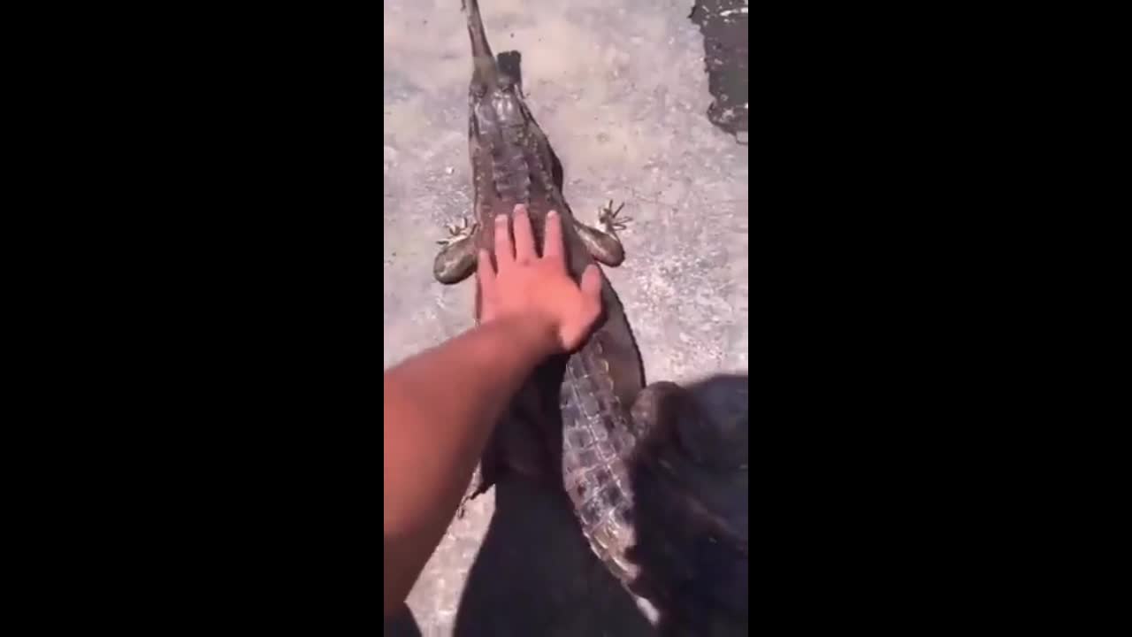 Video - Clip: Chơi đùa với cá sấu, người đàn ông nhận kết đắng