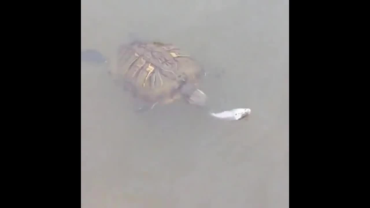 Video - Clip: Đang thưởng thức bữa ăn, rùa bị đối thủ bất ngờ tấn công