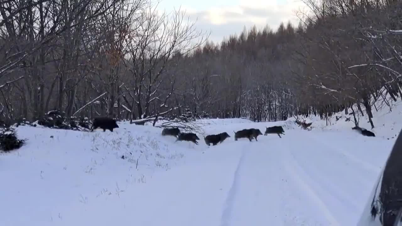 Video - Clip: Bất ngờ gặp đàn lợn rừng băng qua con đường phủ đầy tuyết