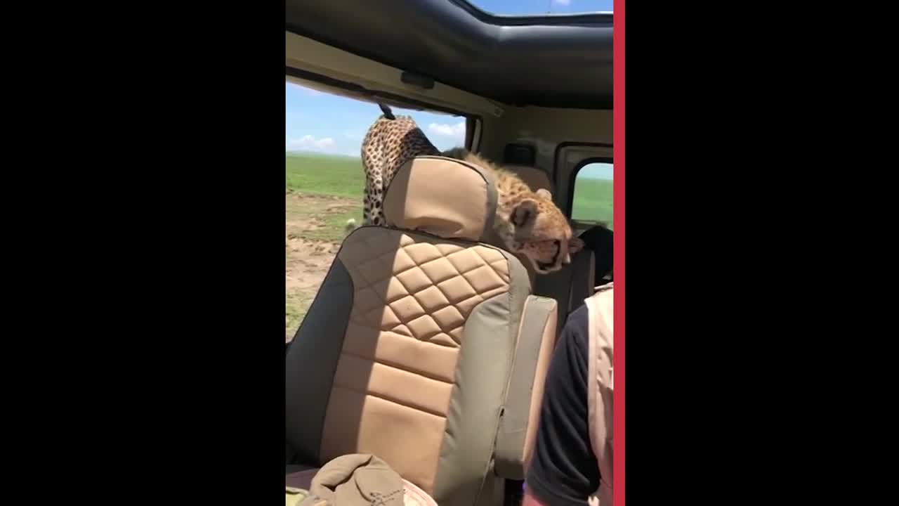 Video - Clip: Báo săn bất ngờ nhảy lên xe khiến du khách nín thở và cái kết