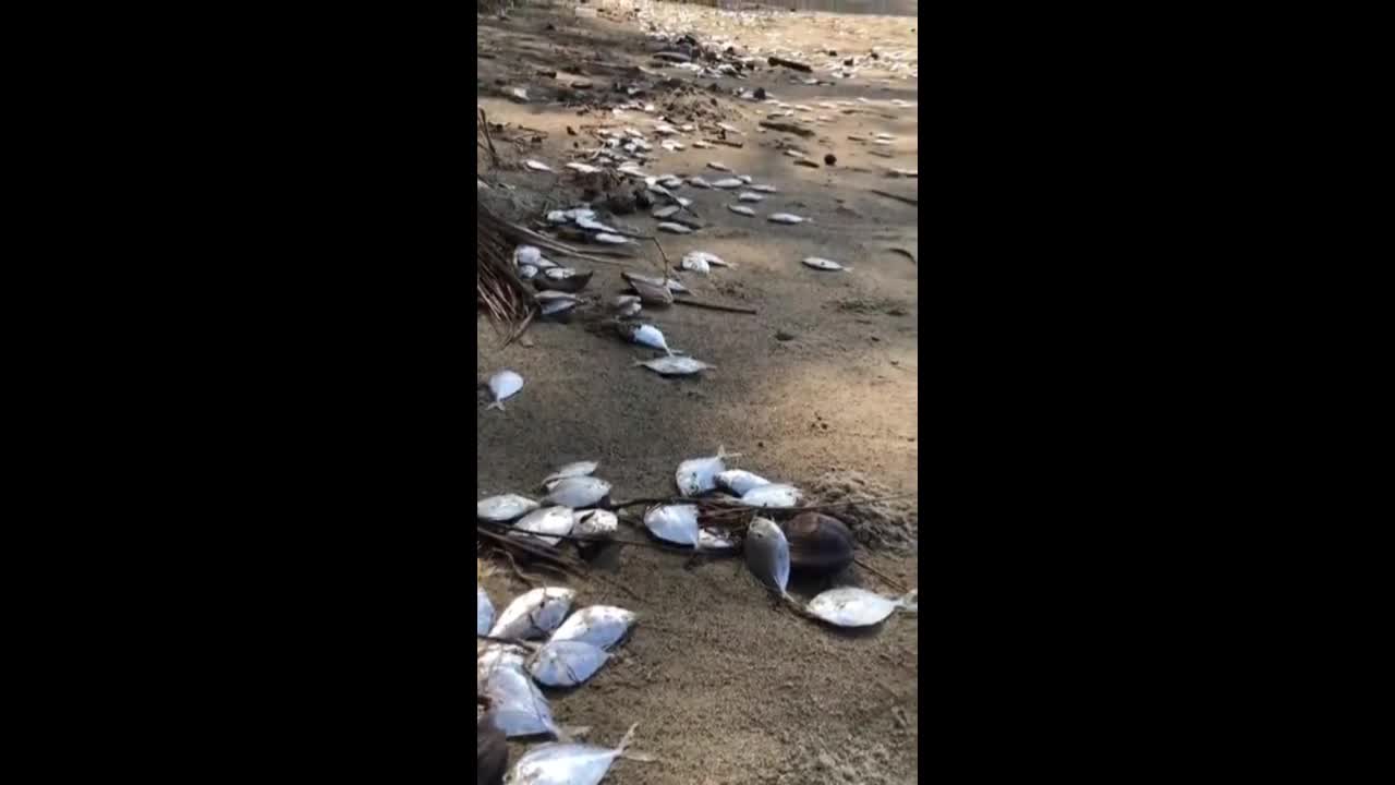 Video - Clip: Người dân bàng hoàng khi hàng nghìn con cá chết dạt vào bãi biển