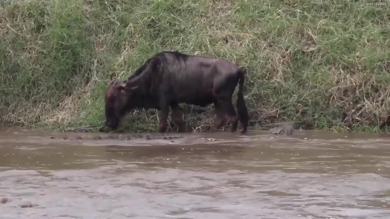 Video - Clip: Linh dương đầu bò chống trả quyết liệt sau khi bị cá sấu tấn công