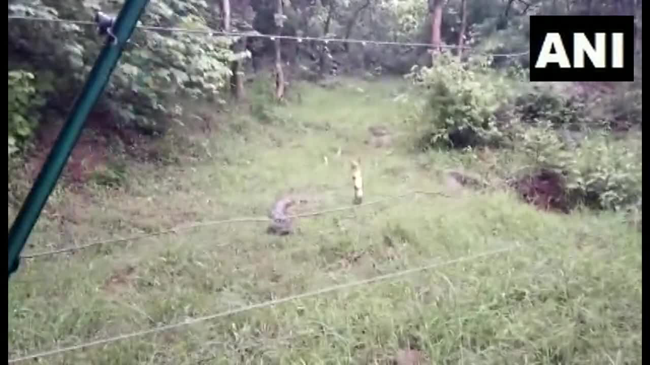 Video - Clip: Cận cảnh màn bắt rắn hổ mang khổng lồ dài 4,6 mét
