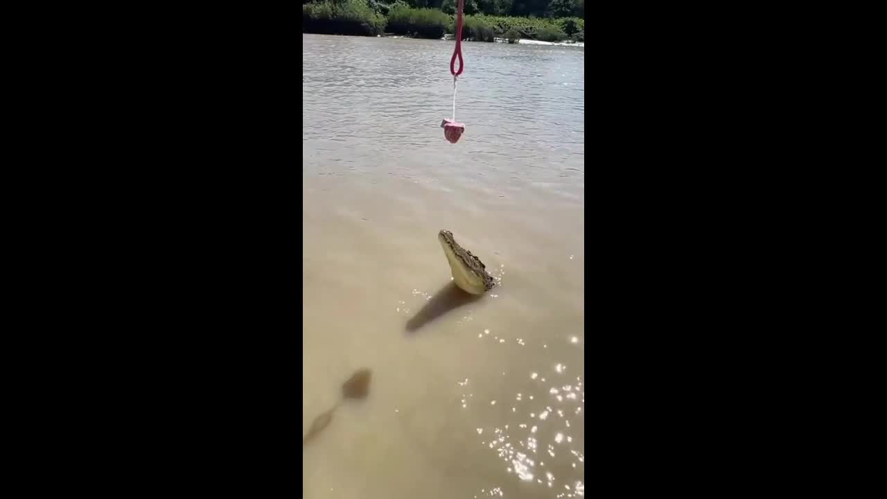 Video - Clip: Kinh ngạc khoảnh khắc cá sấu lao lên khỏi mặt nước