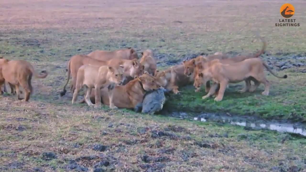 Video - Clip: Sư tử nhảy lên lưng tung cú cắn hạ gục cá sấu cực ngoạn mục