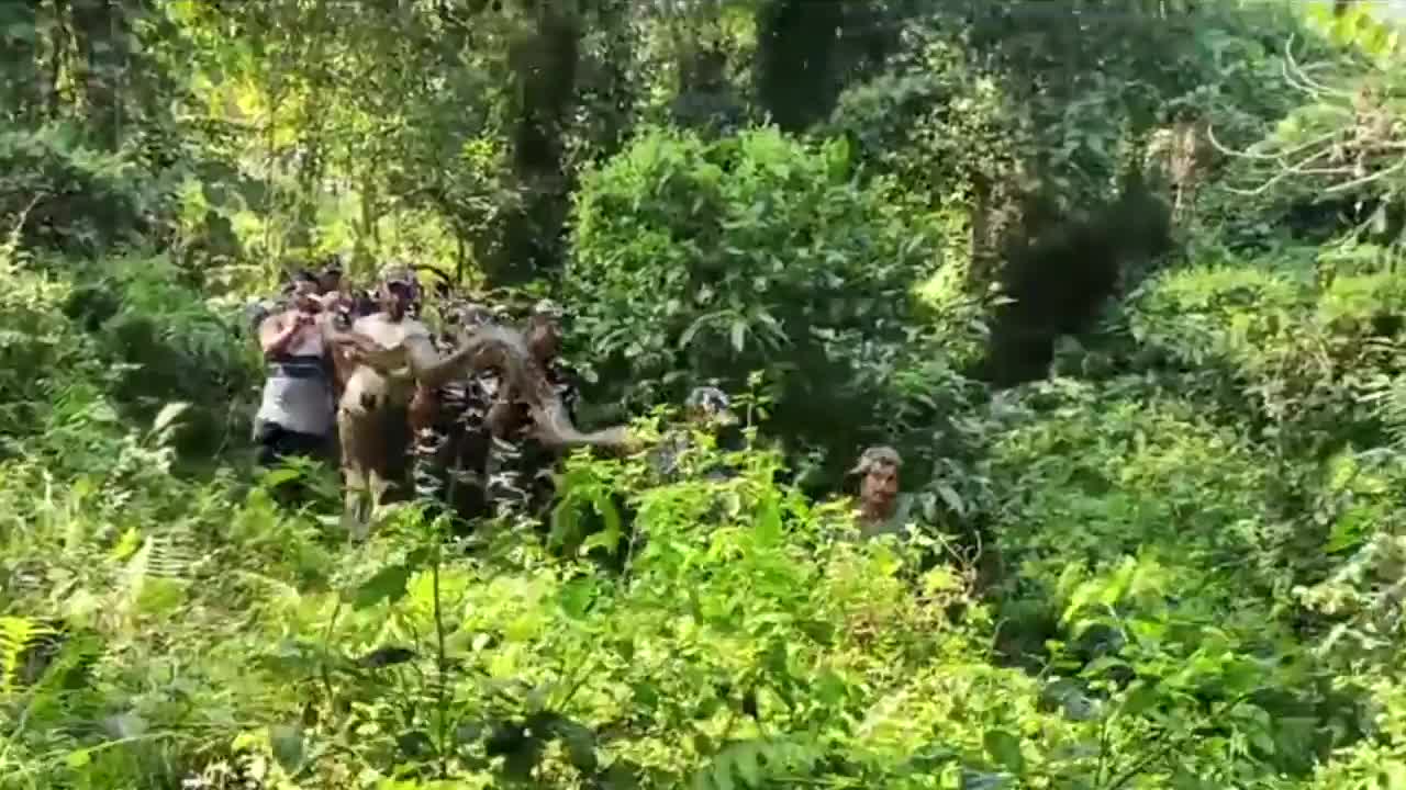 Video - Clip: 8 người đàn ông khiêng trăn khổng lồ được tìm thấy trong ao làng