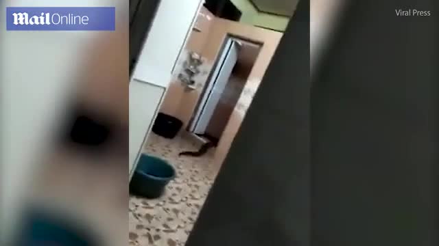 Video - Người đàn ông sợ hãi khi thấy thứ đáng sợ đang bò trong nhà vệ sinh