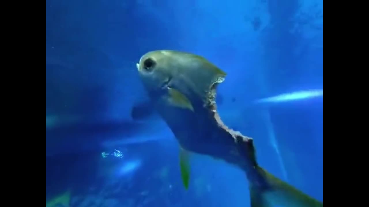 Video - Clip: Kỳ lạ cá mất phần lớn cơ thể vẫn bơi lội tung tăng