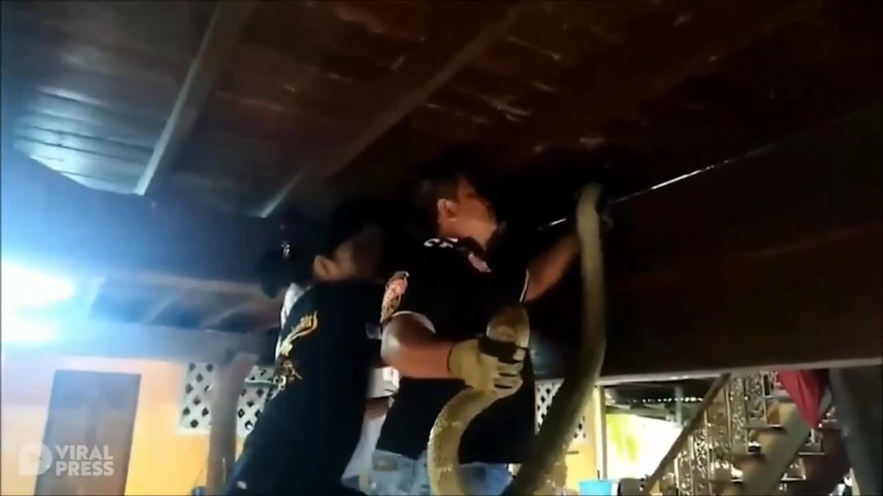 Video - Tóm sống rắn hổ mang chúa dài gần 5 mét vào nhà dọa cụ bà hoảng sợ