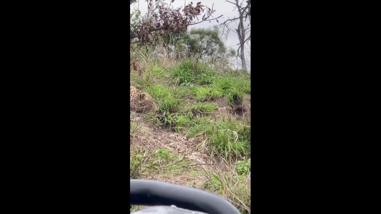 Video - Clip: Báo hoa mai tấn công lợn rừng kinh hoàng
