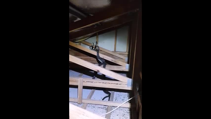 Video - Nghe thấy tiếng động, chủ nhà phát hiện trận kịch chiến trên mái nhà