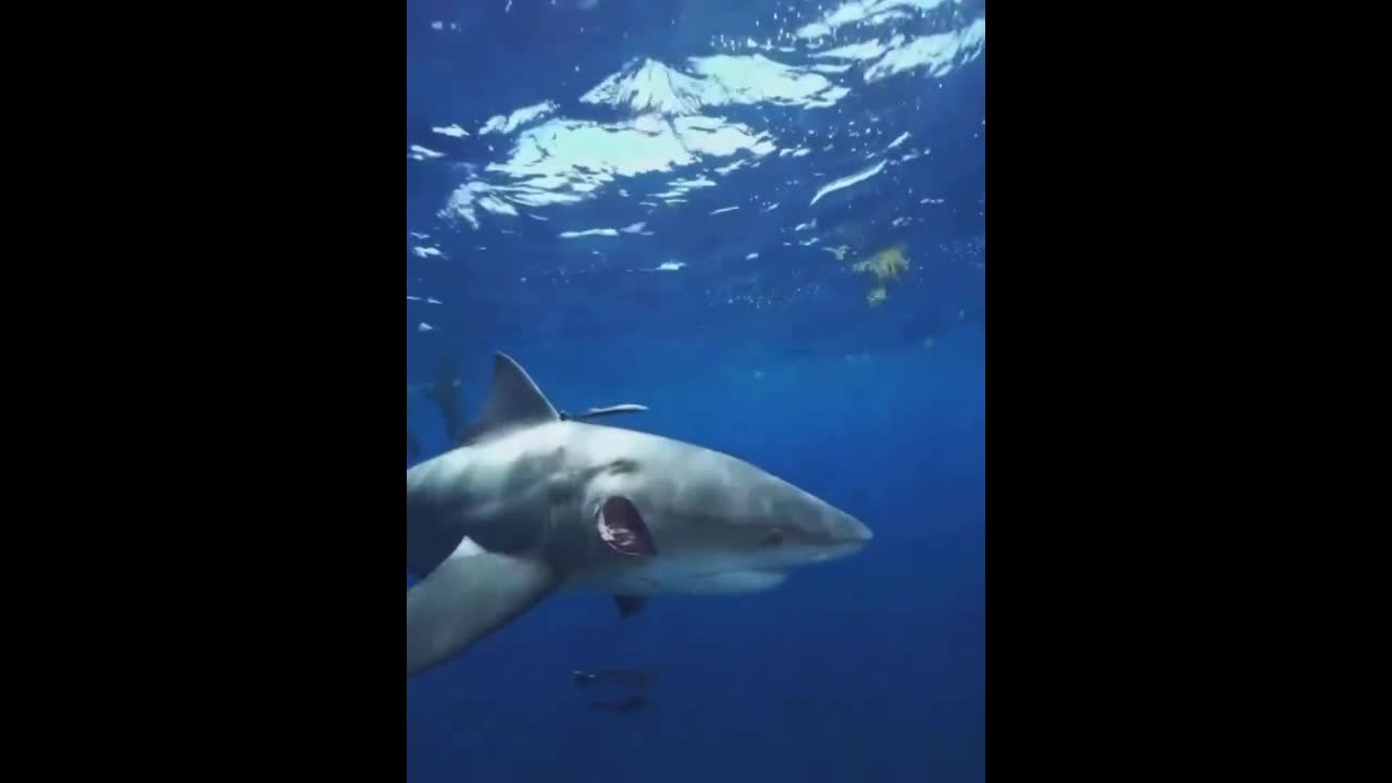 Đời sống - Clip: Kinh ngạc khả năng tự chữa lành vết thương nhanh của cá mập