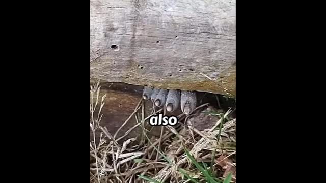 Video - Bàn chân thò ra dưới khúc gỗ và sự thật bất ngờ phía sau