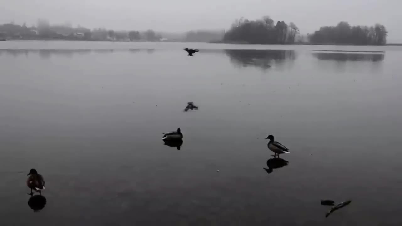 Video - Clip: Ngoạn mục cảnh vịt trời hạ cánh trên mặt hồ đóng băng
