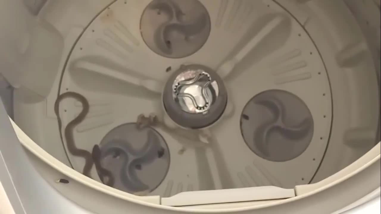Video - Nghe tiếng rít trong máy giặt, thanh niên phát hiện thấy thứ cực độc