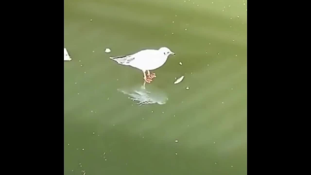 Video - Clip: Thú vị khoảnh khắc chim cố bắt cá trên mặt hồ đóng băng
