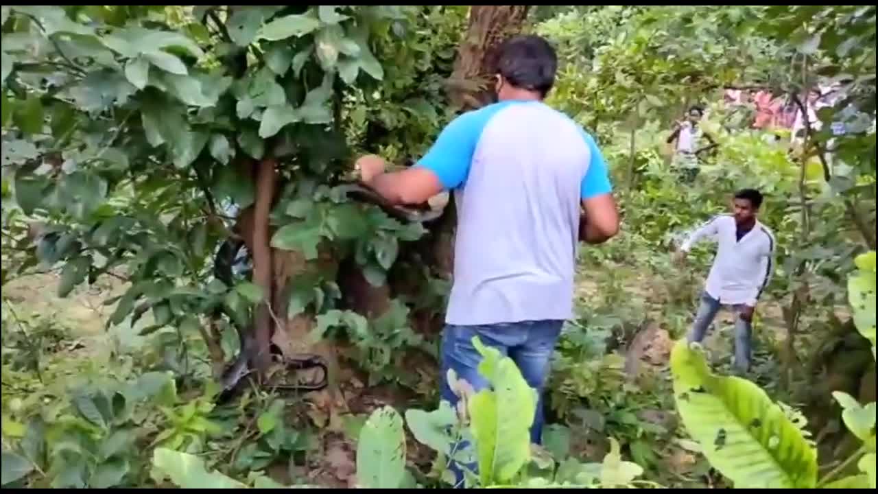 Video - Bị đàn cầy mangut tấn công, rắn hổ mang chúa trèo lên cây lánh nạn