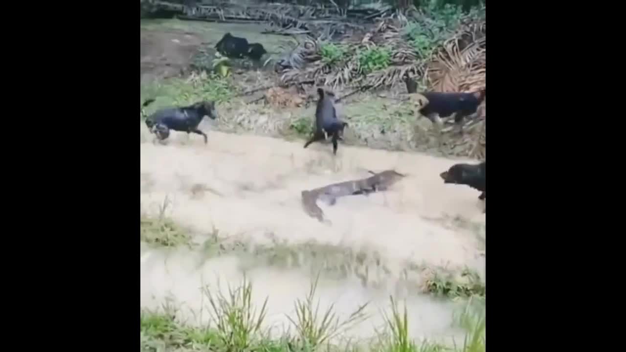 Video - Clip: Cuộc chiến nảy lửa giữa 1 con thằn lằn và 4 con chó