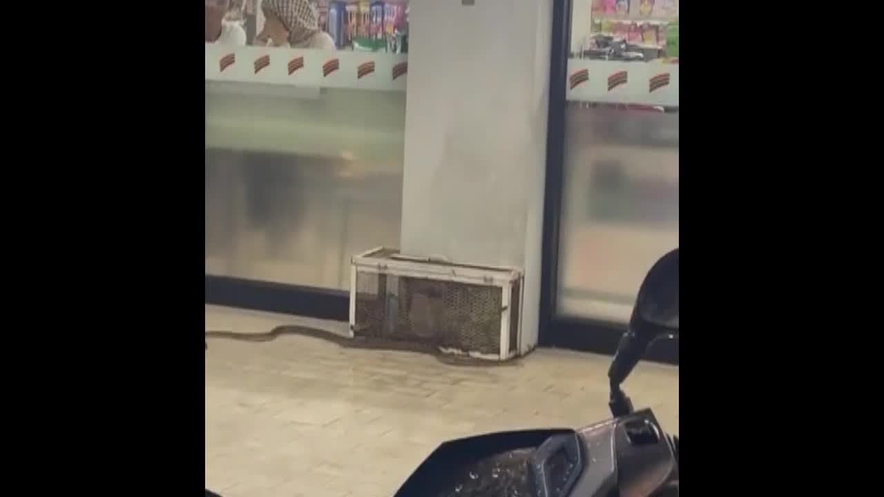 Video - Clip: Kinh hoàng khoảnh khắc rắn bò vào siêu thị