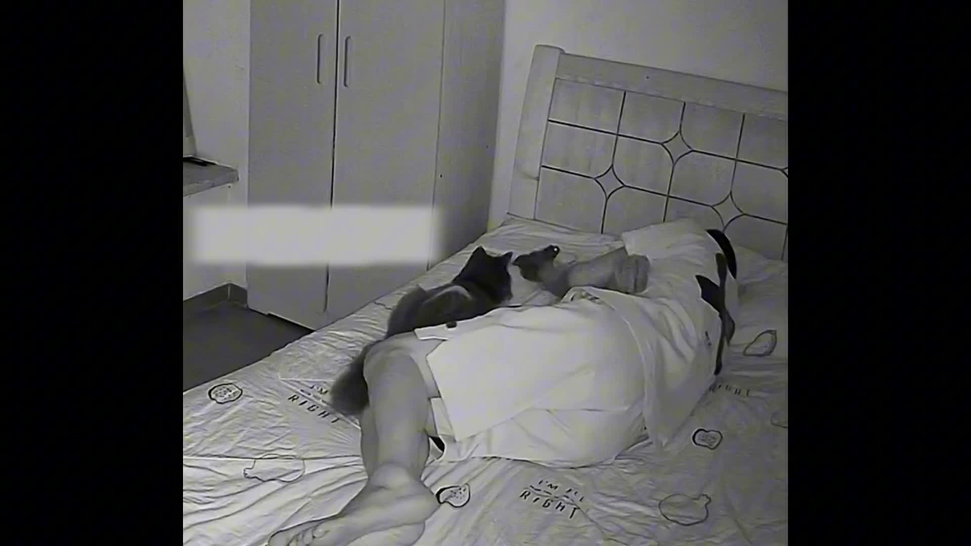 Video - Clip: Kinh hoàng mèo đưa cóc lên giường trong lúc chủ nhân đang ngủ