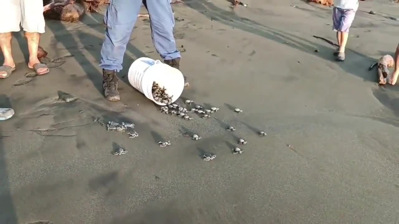 Video - Clip: Hàng trăm con rùa con được thả về biển