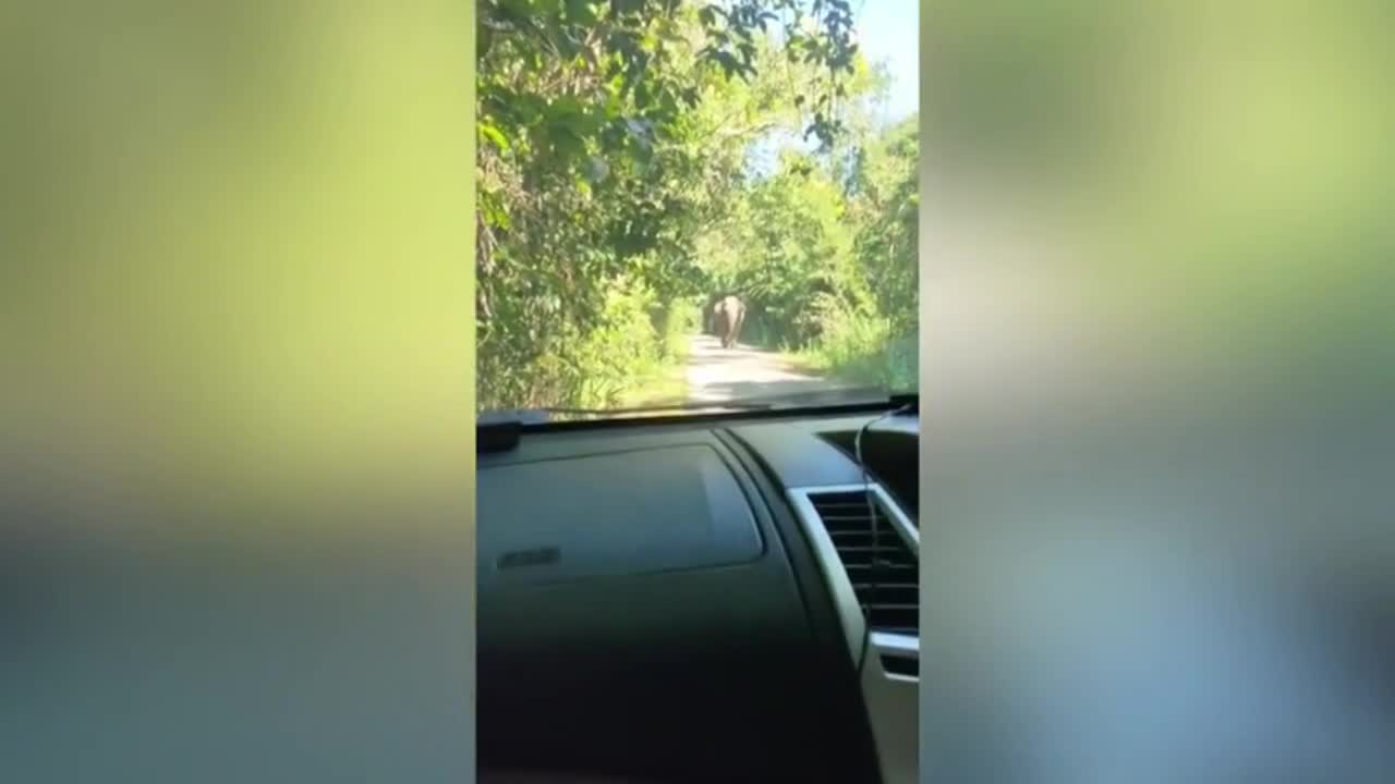 Video - Clip: Tài xế kinh hãi cầu nguyện khi voi rừng lao về phía xe ô tô