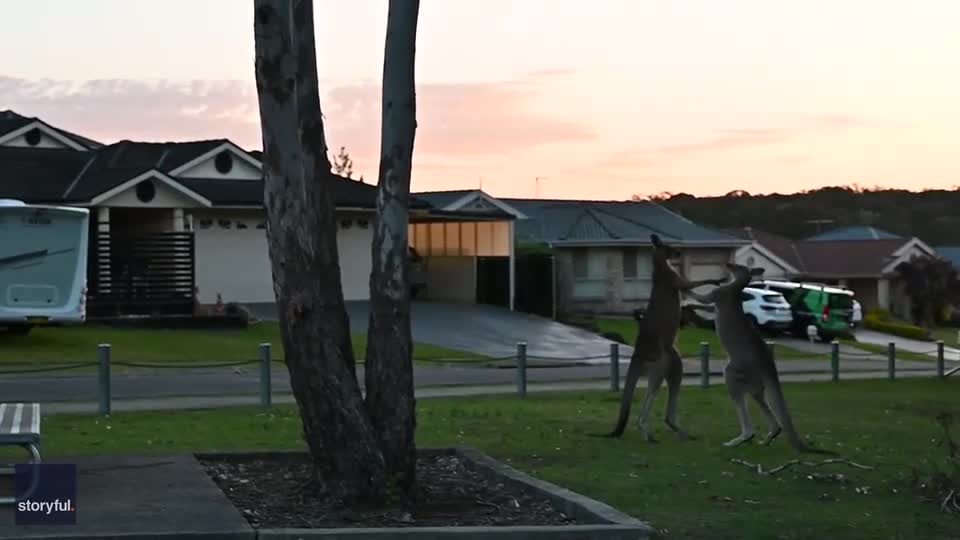 Video - Clip: Hai con Kangaroo đánh nhau kịch tính như trận đấu quyền Anh