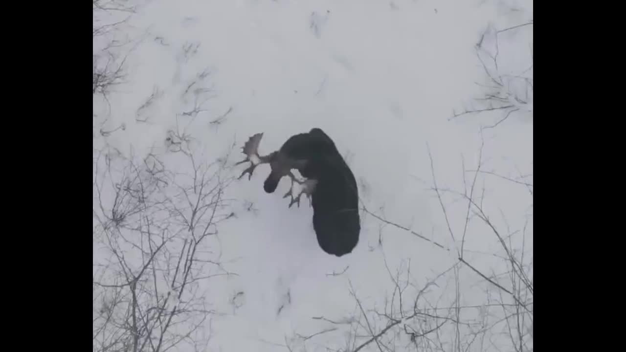 Video - Clip: Kinh ngạc nai sừng tấm lắc đầu mạnh khiến 2 chiếc sừng rụng ra