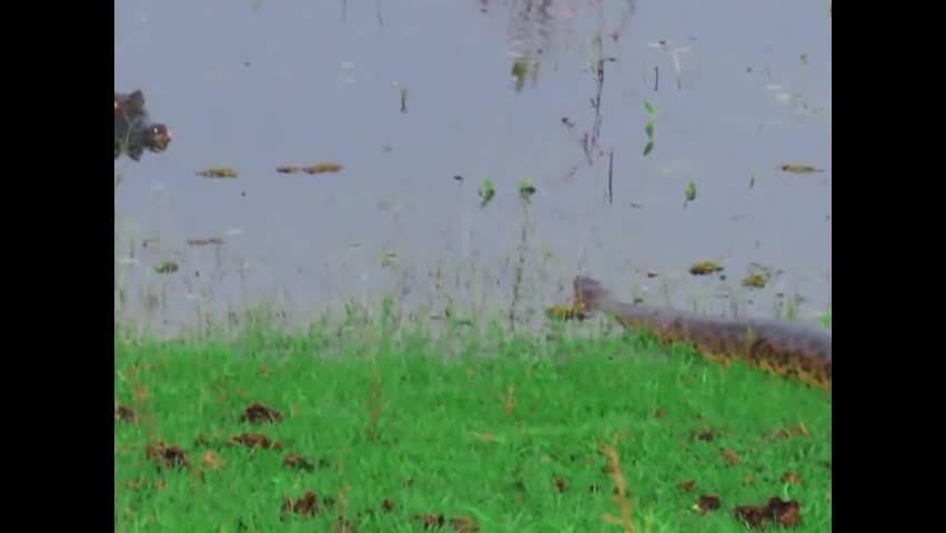 Video - Clip: Trăn khổng lồ đối đầu cá sấu ở đầm lầy và cái kết đầy bất ngờ