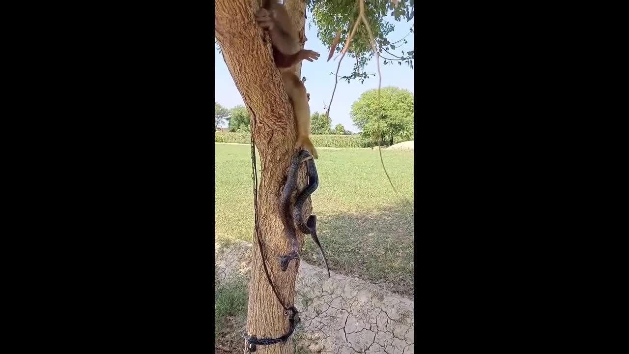 Video - Clip: Kinh ngạc khỉ đem rắn hổ mang lên cây nghịch như món đồ chơi