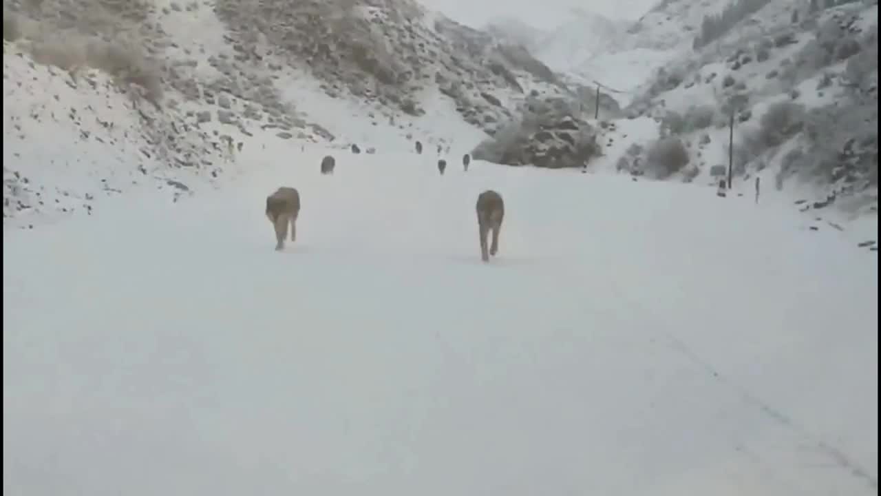 Video - Clip: Bầy sói dữ bao vây nhóm du khách giữa thung lũng và cái kết