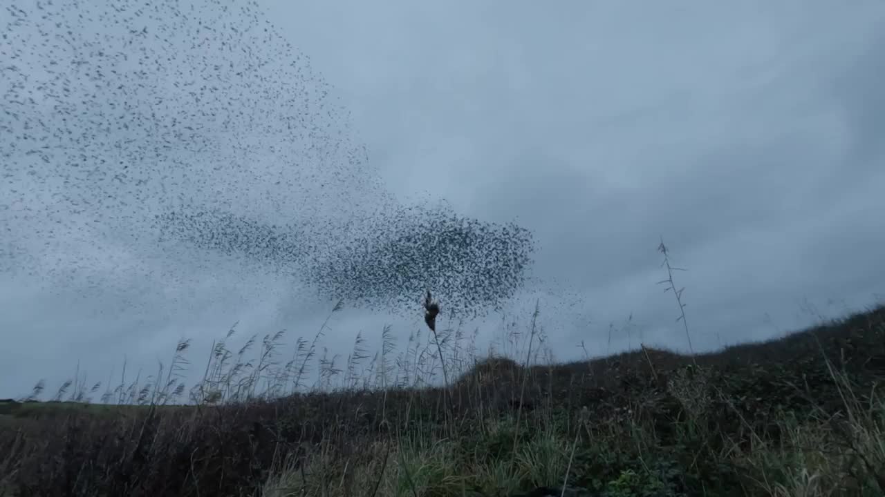 Video - Clip: Màn biểu diễn kỳ diệu của hàng nghìn con chim sáo ở Poldhu Cove