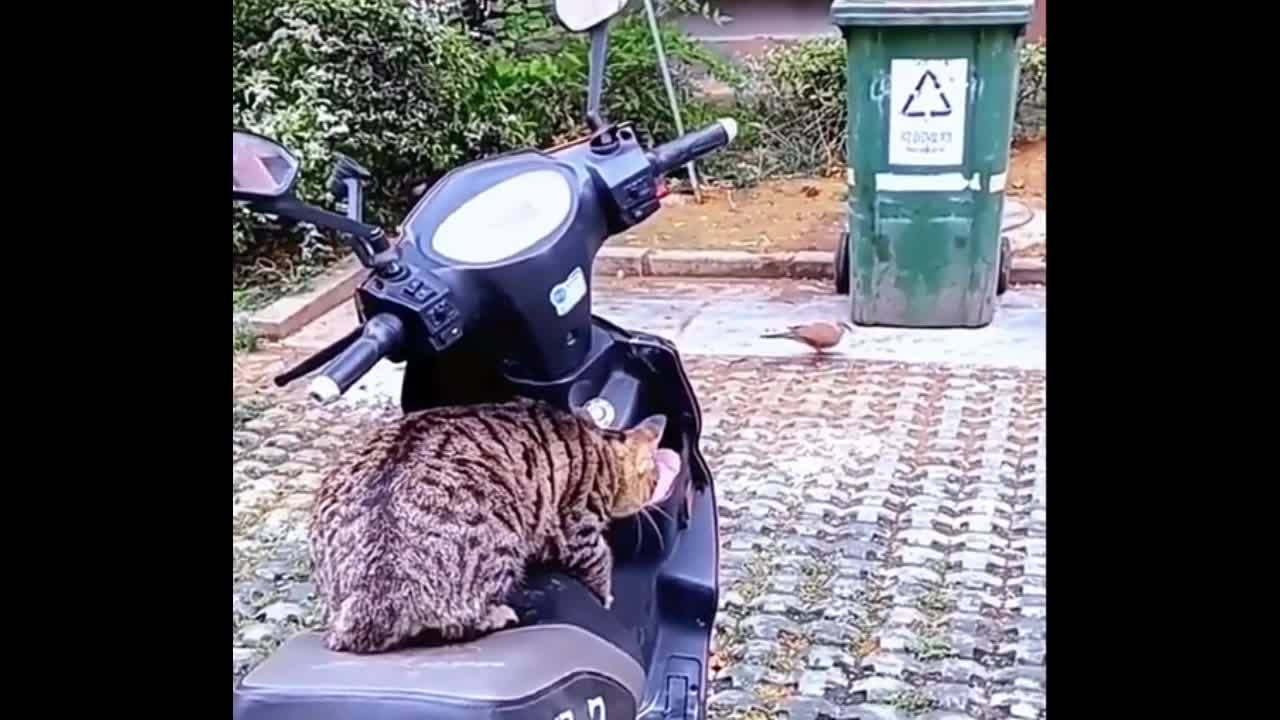 Video - Clip: Kinh ngạc mèo rình bắt chim một cách điêu luyện