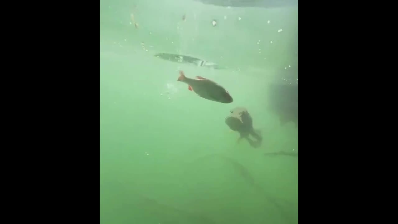 Đời sống - Cá lớn nuốt cá bé: Cảnh tượng hiếm gặp thu hút hàng trăm nghìn lượt xem