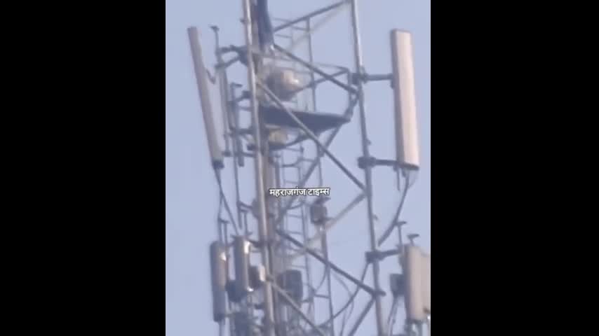 Video - Clip: Cô gái liều mạng trèo lên cột tháp cao 50m để đòi cưới bạn trai