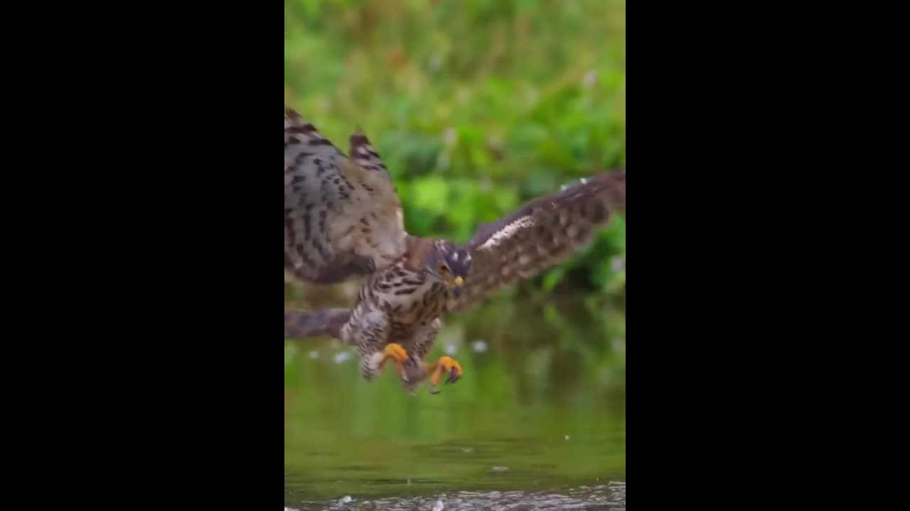 Video - Clip: Chim ưng gây sốc với màn bắt rắn đỉnh cao