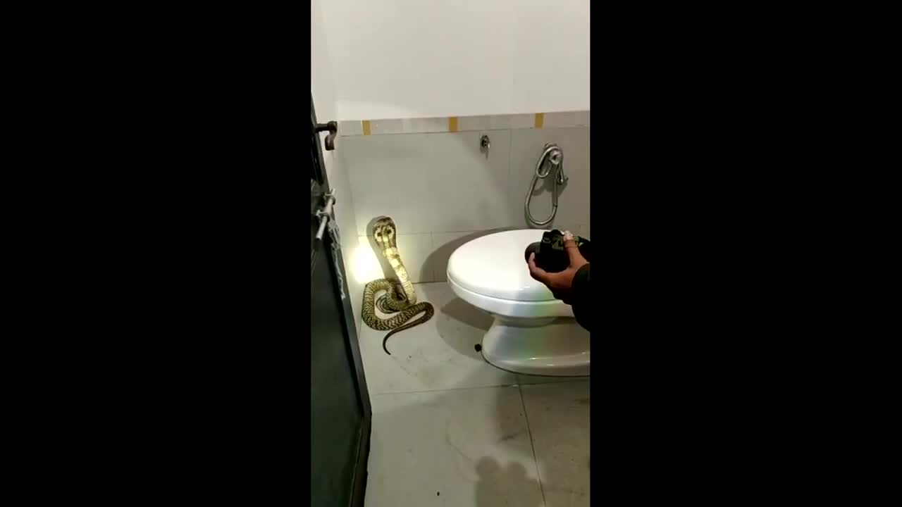 Video - Clip: Nghe tiếng rít, người phụ nữ phát hiện rắn hổ mang trong nhà tắm