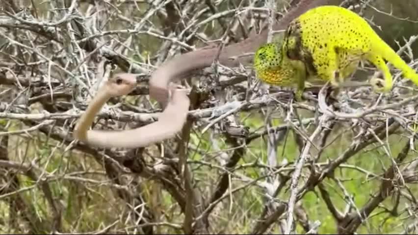 Video - Clip: Đang tấn công tắc kè hoa, rắn độc bất ngờ phát hiện có kẻ thứ ba