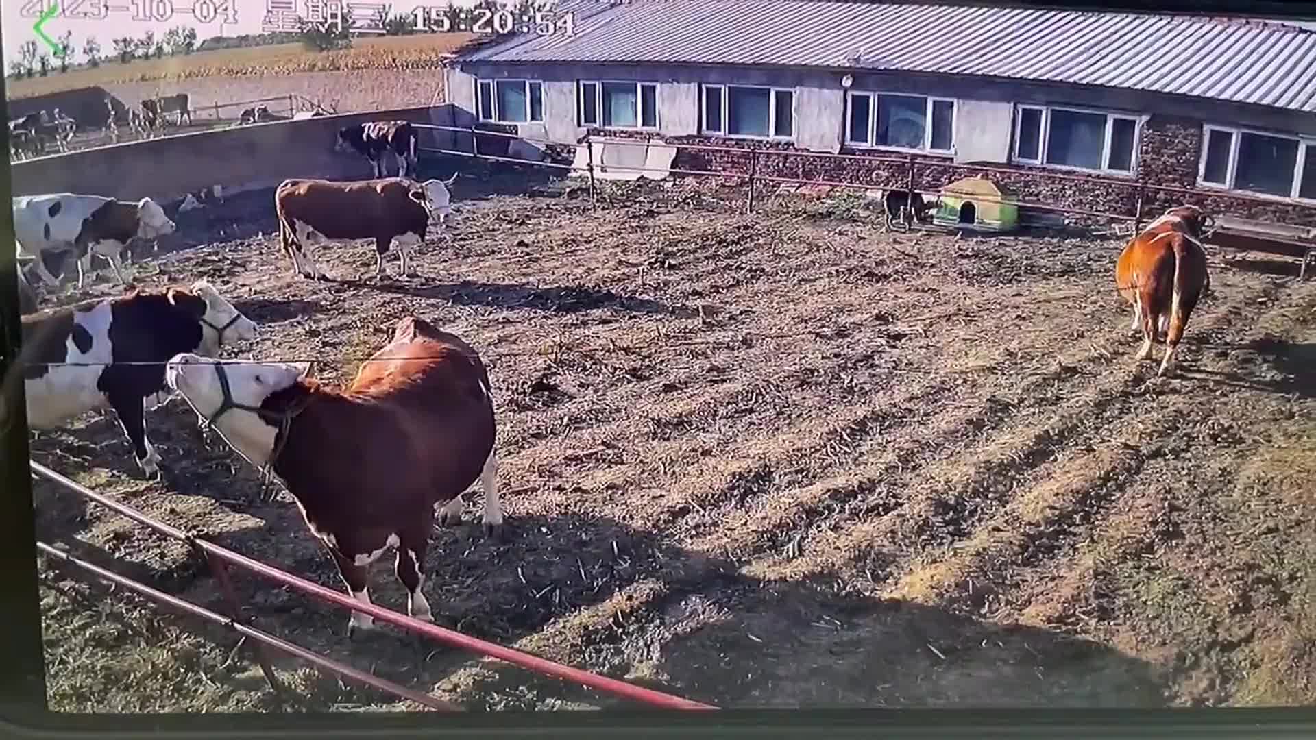 Video - Clip: Cắn vào đường dây điện, bò kêu thảm thiết khi bị điện giật