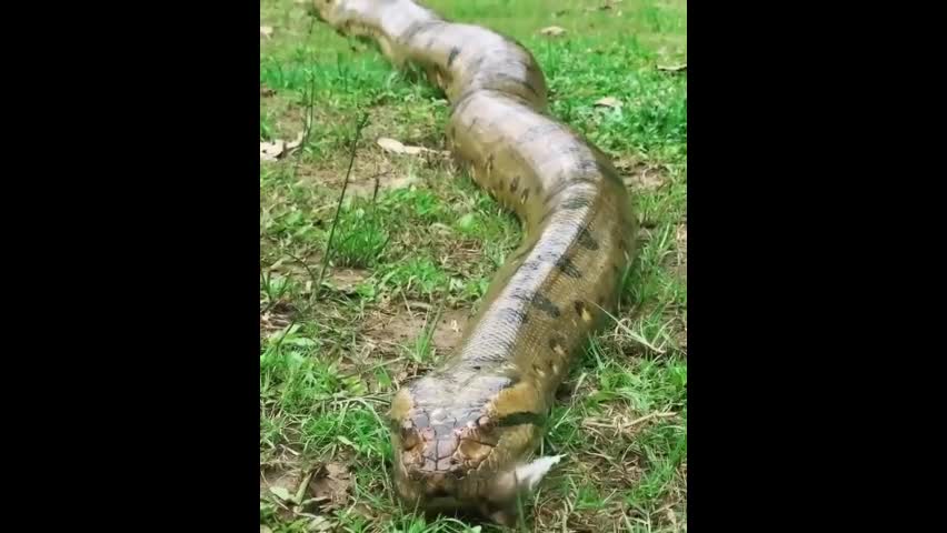 Video - Clip: Con lười dũng cảm gạt đầu trăn anaconda để di chuyển