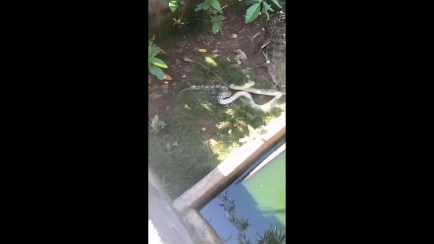 Video - Clip: Cá sấu quăng quật, giết chết trăn khủng trước mặt người dân