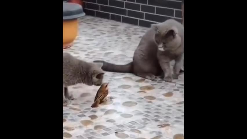 Video - Clip: Chim dùng chiêu độc để thoát khỏi vòng vây của các con mèo