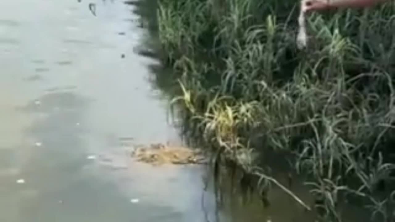 Video - Clip: Người đàn ông suýt mất mạng khi trêu đùa cá sấu khổng lồ