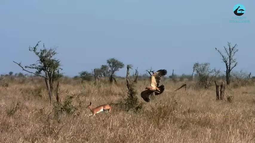 Video - Clip: Kinh hoàng cảnh linh dương bị săn đuổi từ cả mặt đất và trên không
